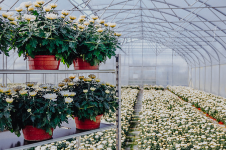 Wózek duński na kwiaty Mega-M baza+3 półki